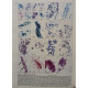 Color Atlas of pulmonary cytopathology