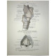 Atlas of human anatomy