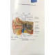 Atlas de biologie pentru admiterea la medicina