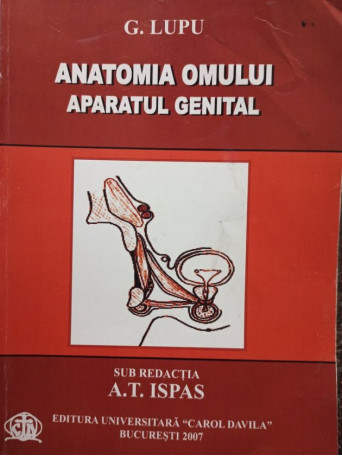 Anatomia omului, aparatul genital