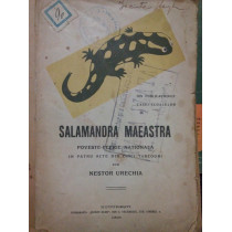 Salamandra maeastra